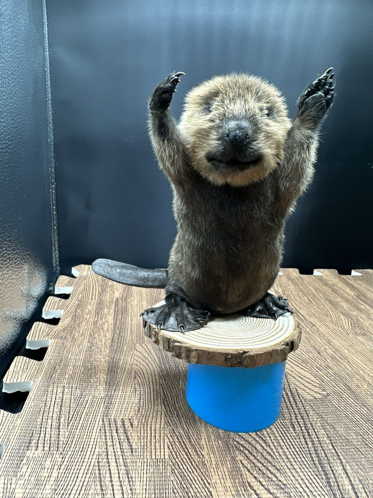 Beautiful Adorable Baby Beaver Kit Taxidermy Mount Art Wildlife 34B