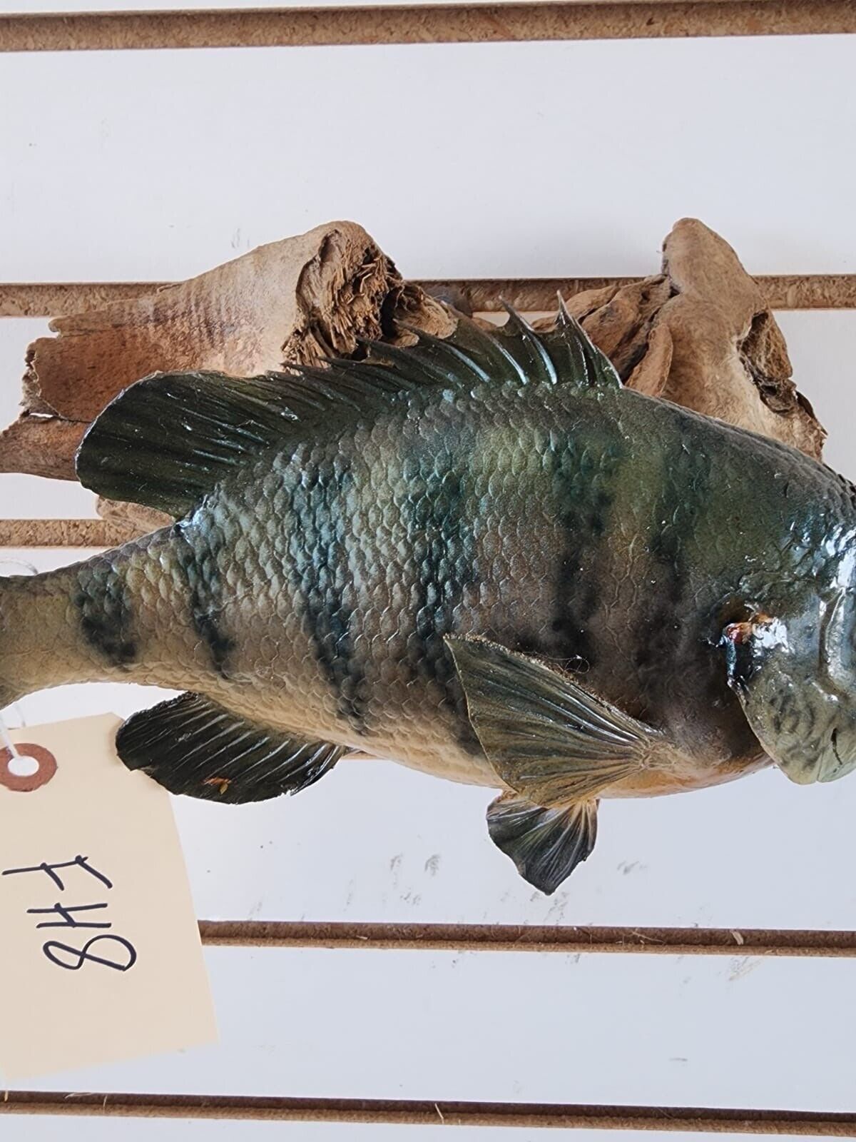 3 bass. 2 bluegill Fish Taxidermy Mount