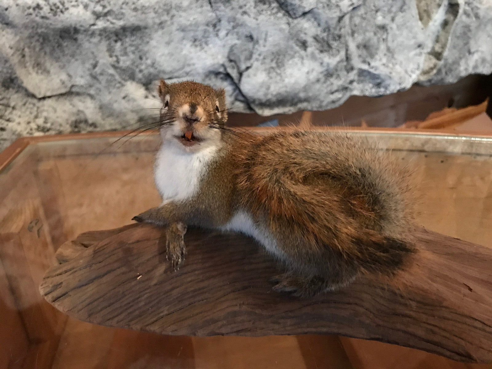 Cute red squirrel taxidermy mount