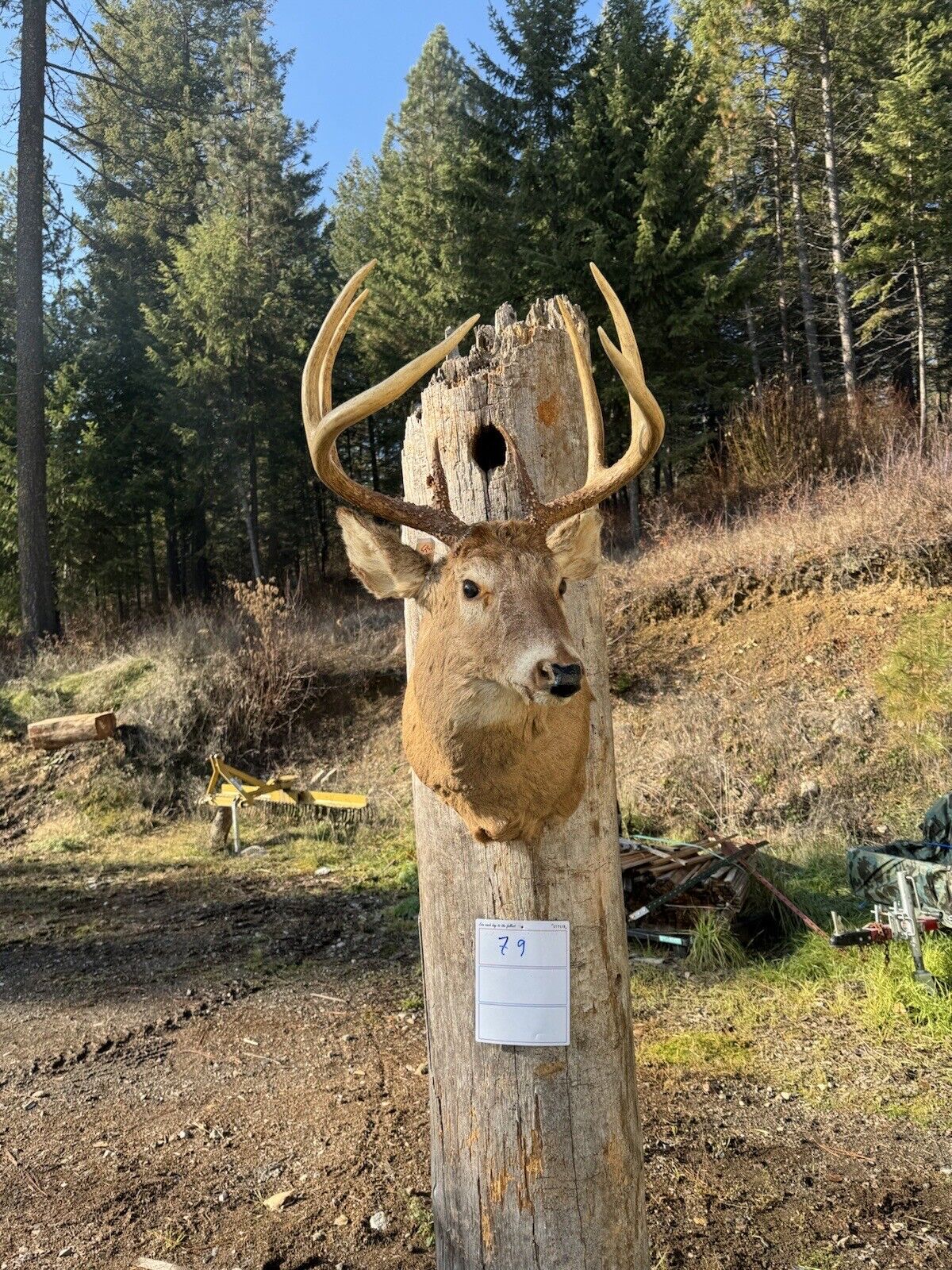 Whitetail Deer Real Antler Deer Taxidermy Mount