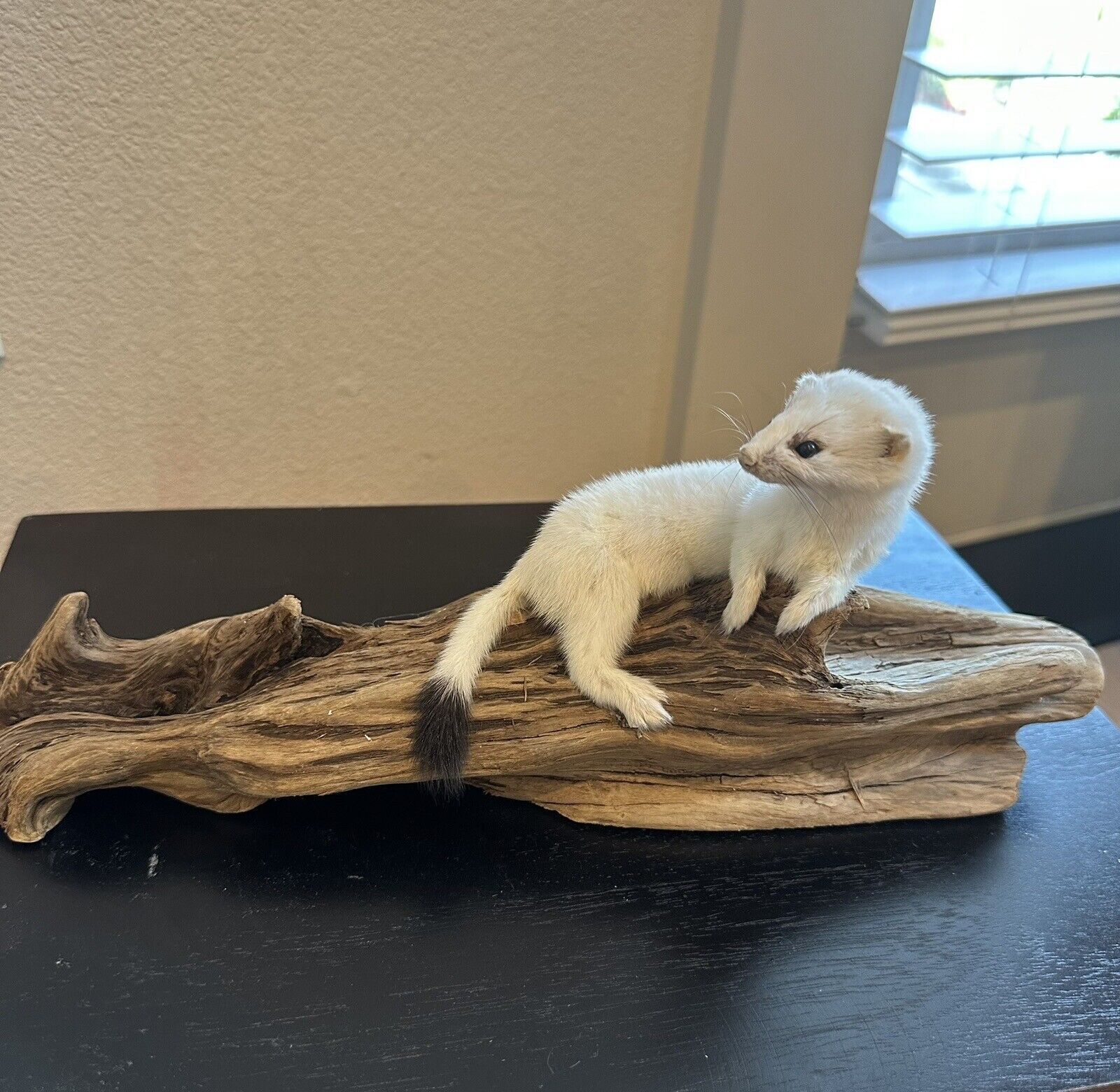 Beautiful Adorable Weasel Ermine Small Animal Taxidermy Mount Art Wildlife