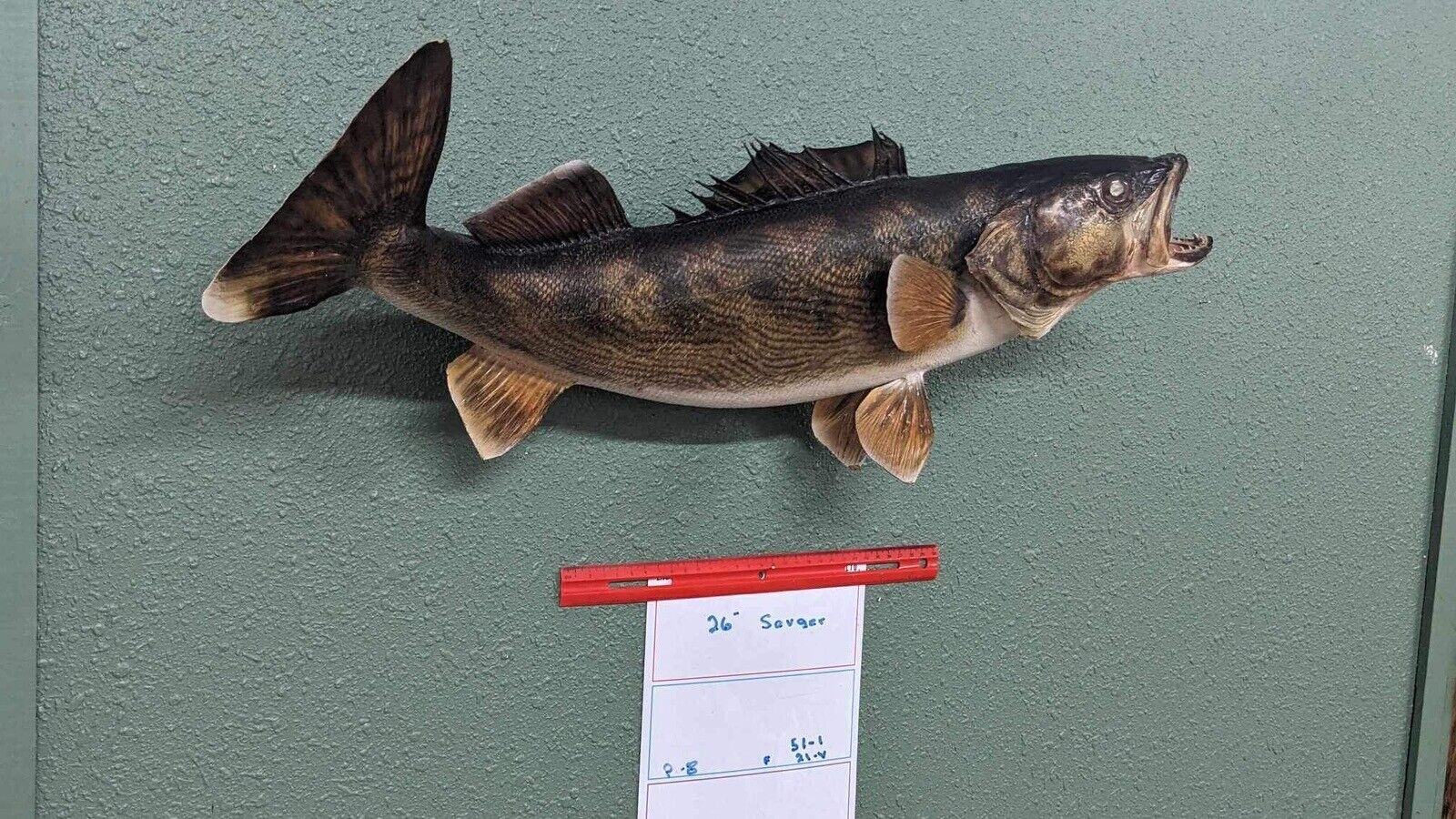 Beautiful Real Skin 26” Large Sauger Taxidermy Wall Mount Art Wildlife