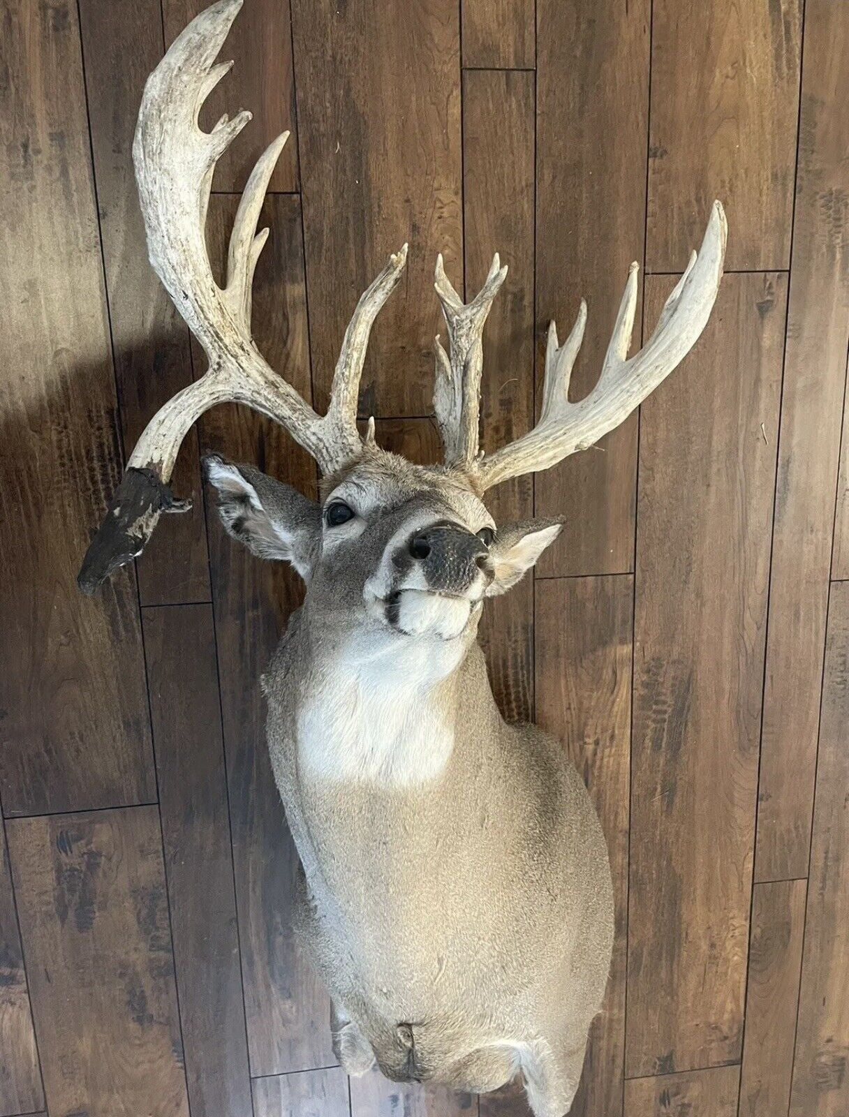 Monster Whitetail Deer Head Mount Taxidermy Antler Log Cabin Decor Hunt Horn