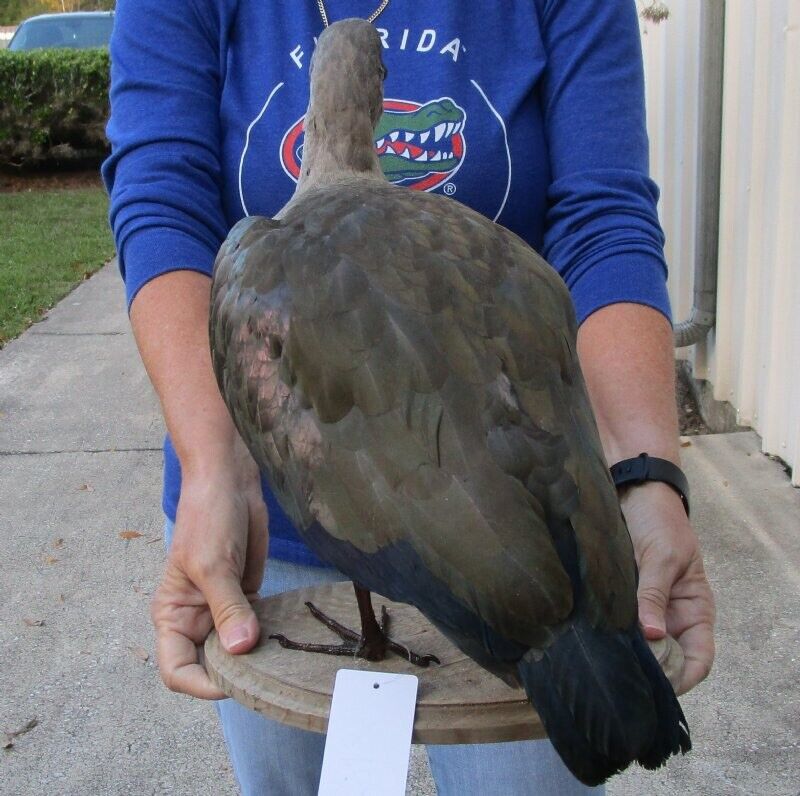 FH191-Real Hadada Ibis (Bostrychia hagedash) full mount with base 15 inches tall