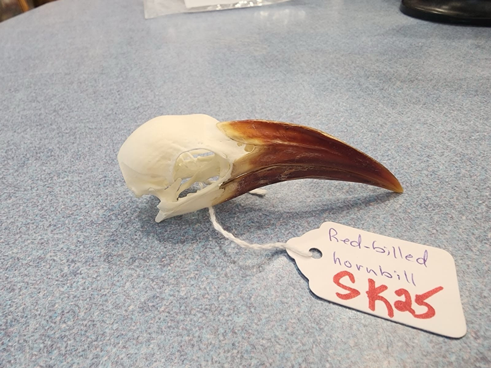Real African Red-billed Hornbill Bird Skull Taxidermy Sk25