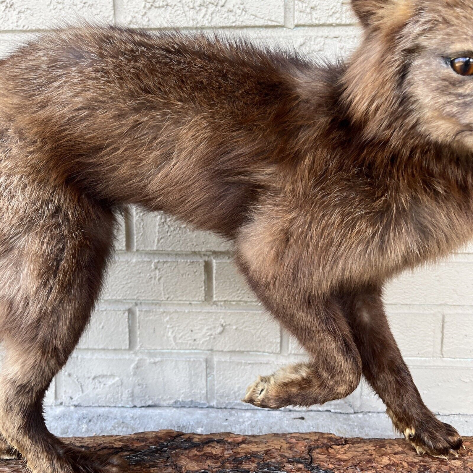 FH183-Taxidermy Red Fox (Full Body) On Pine Log