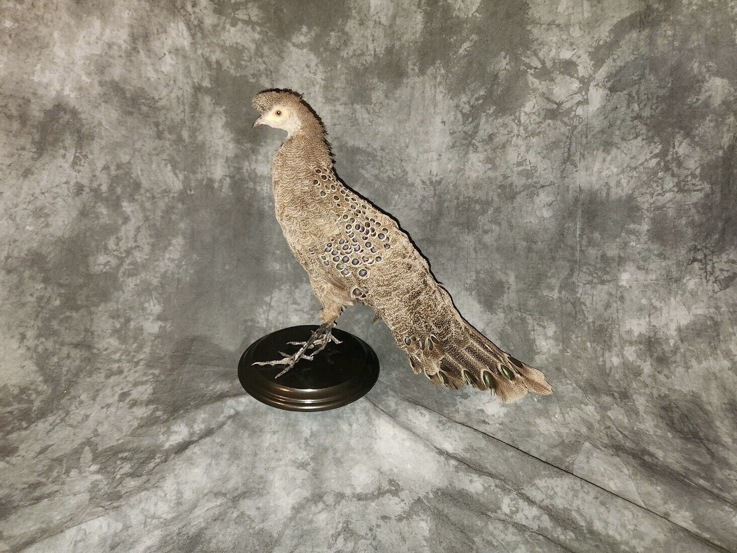 Grey Peacock Pheasant Taxidermy Mount Bird Gamebird Feathers Exotic