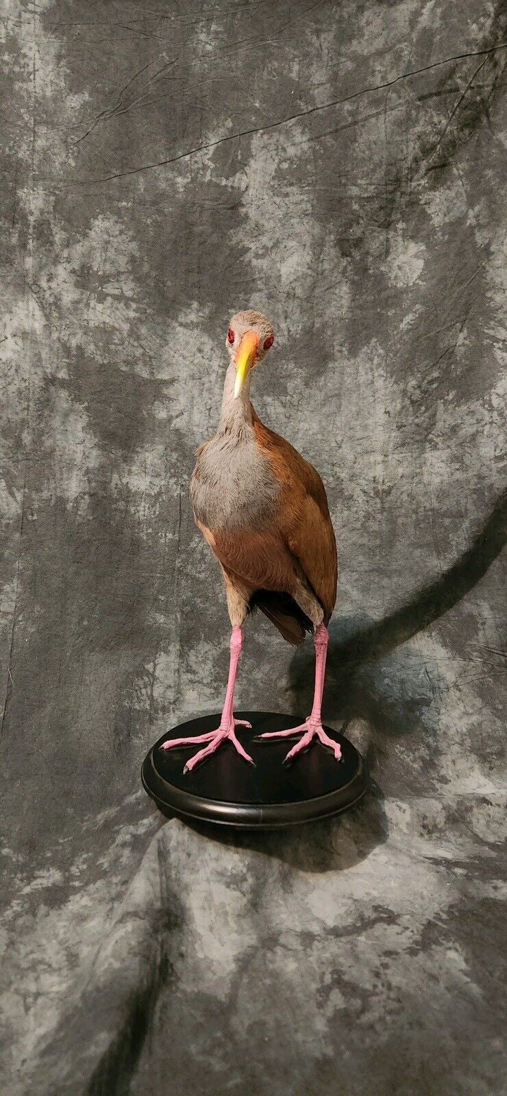 Rare Stunning Gaintwood rail Bird Standing Pedestal Taxidermy Mount