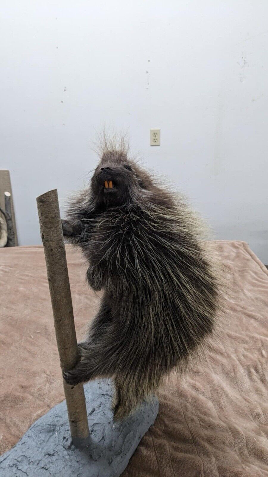 Beautiful Montana Prime Winter Baby Porcupine Taxidermy Mount - PATMONT1