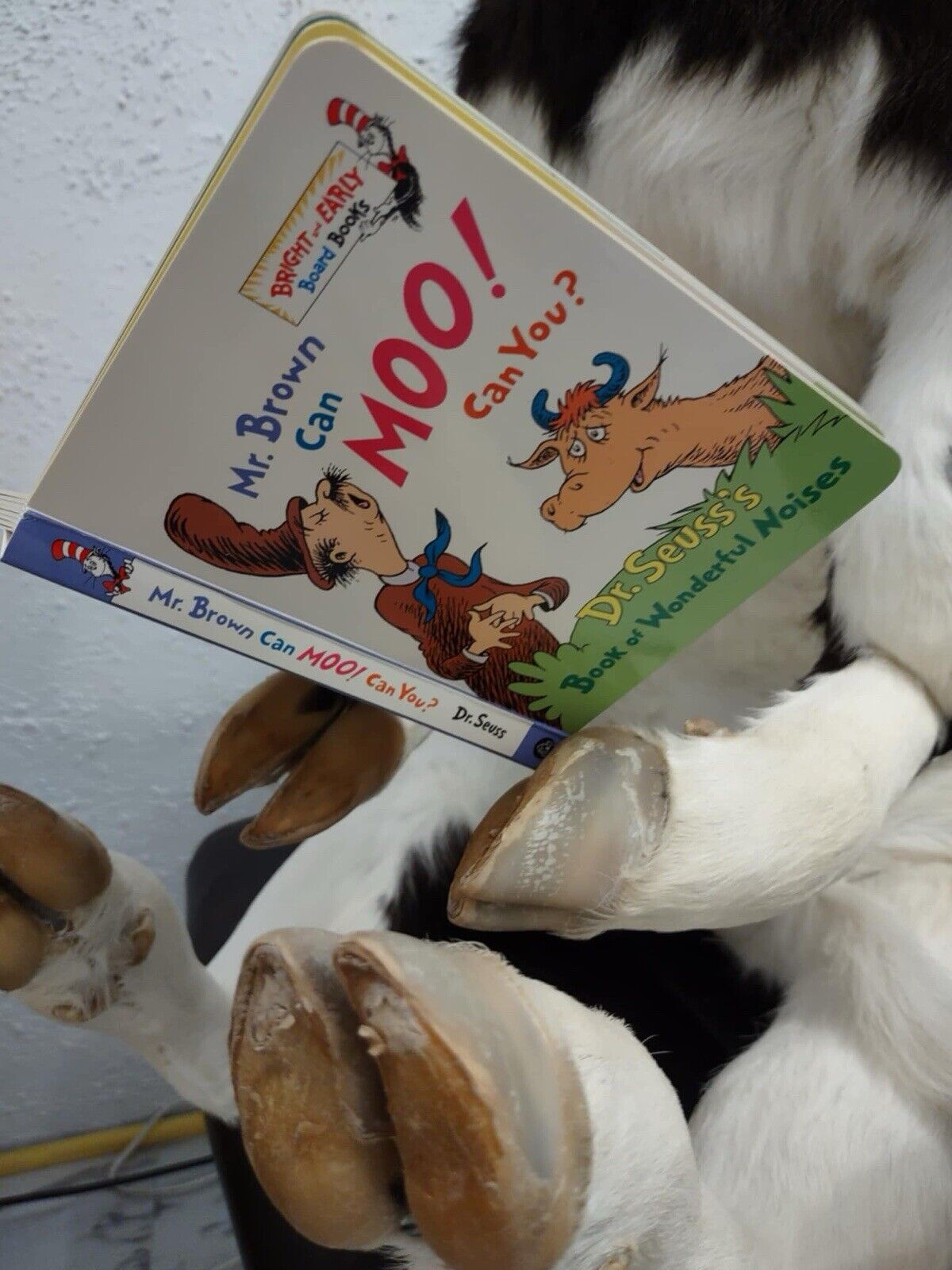 FH142-Baby Calf Taxidermy Mount