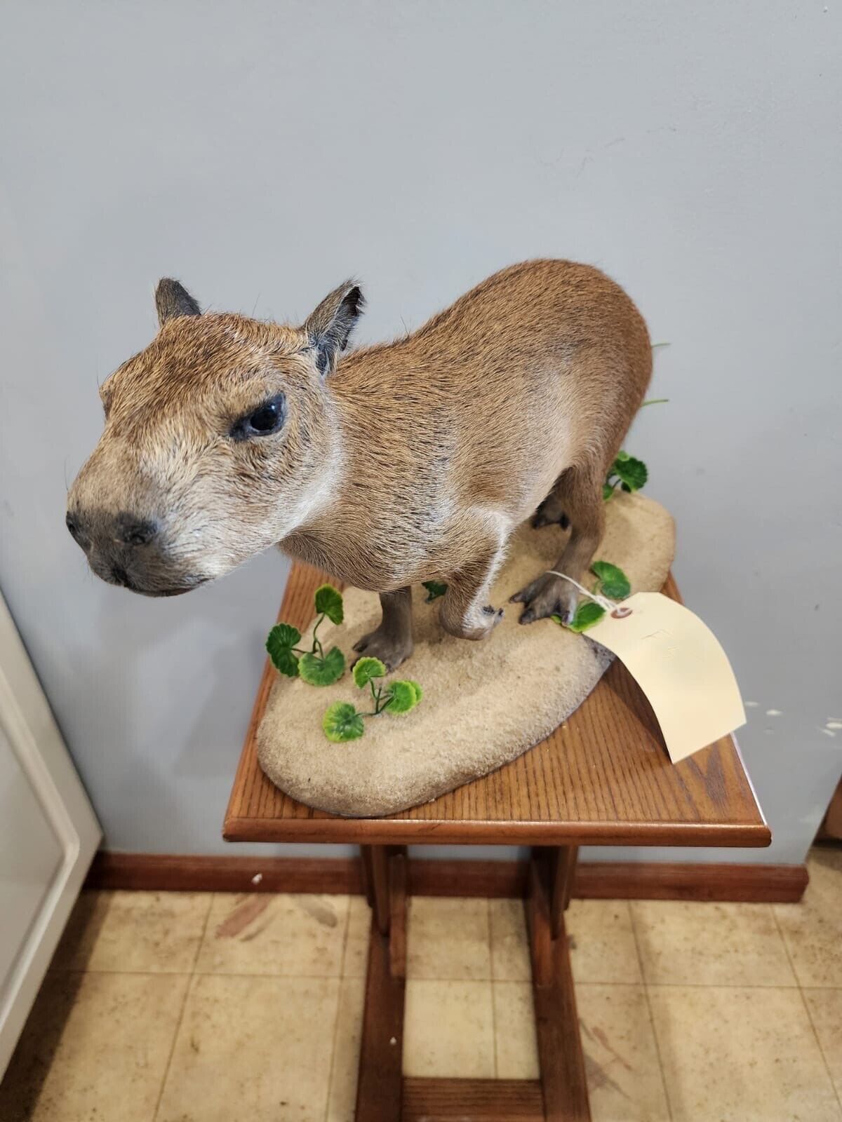 FH127-Capybara Full Body Mount Taxidermy