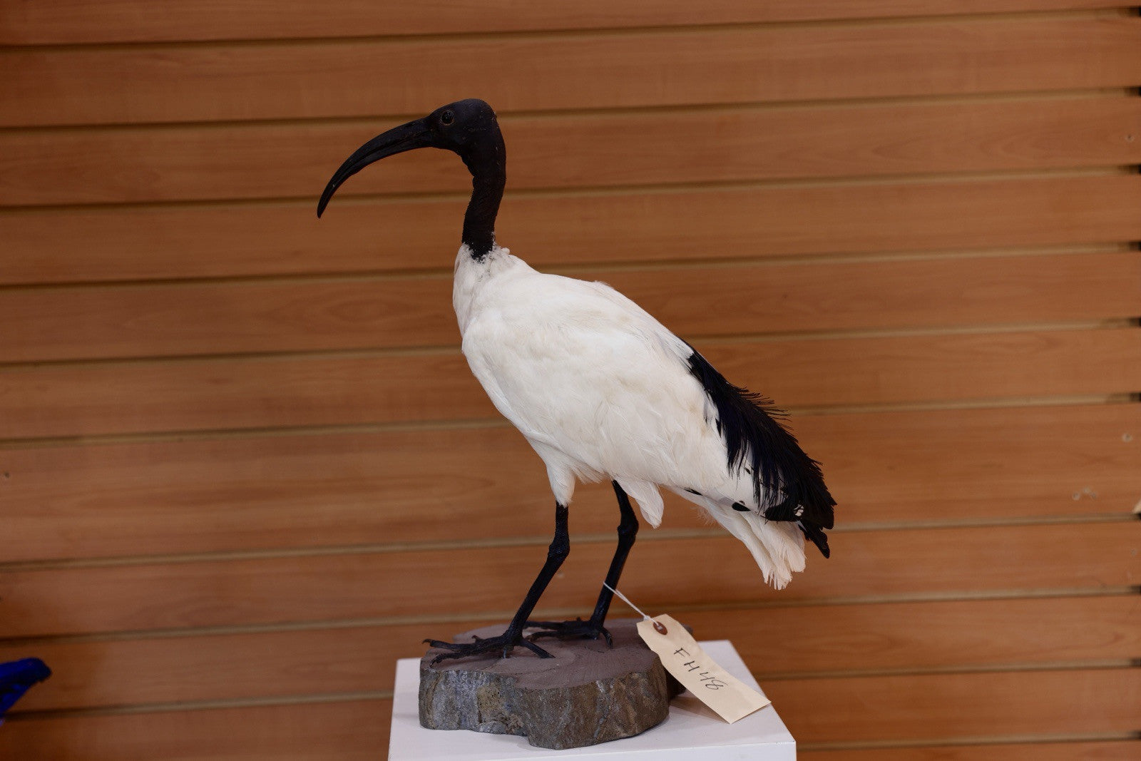 FH106-Museum Quality African Sacred Ibis Taxidermy Mount