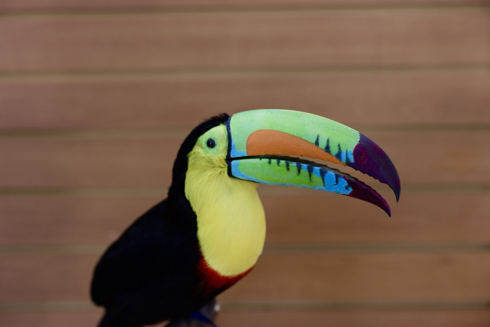 FH108-Museum Quality keel-billed toucan (Ramphastos sulfuratus) Toc24