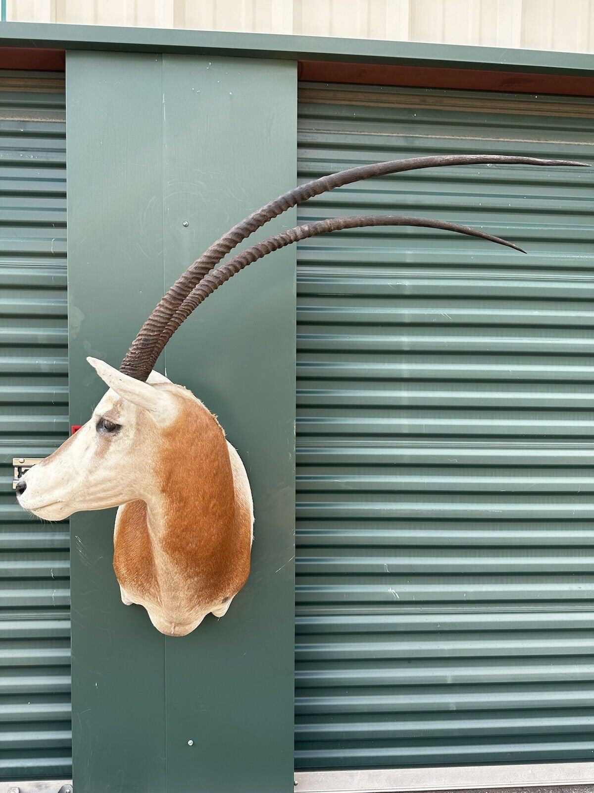 FH182-Museum Quality Scimitar Oryx From Texas (NON CITIES)