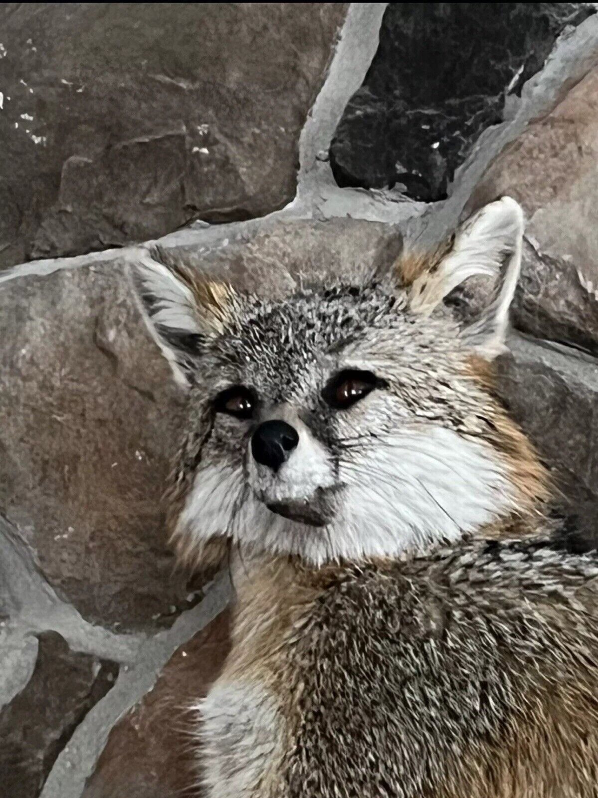 Grey Fox Taxidermy Full Body Mount Cabin Camp Man Cave Home Office Den Decor NEW