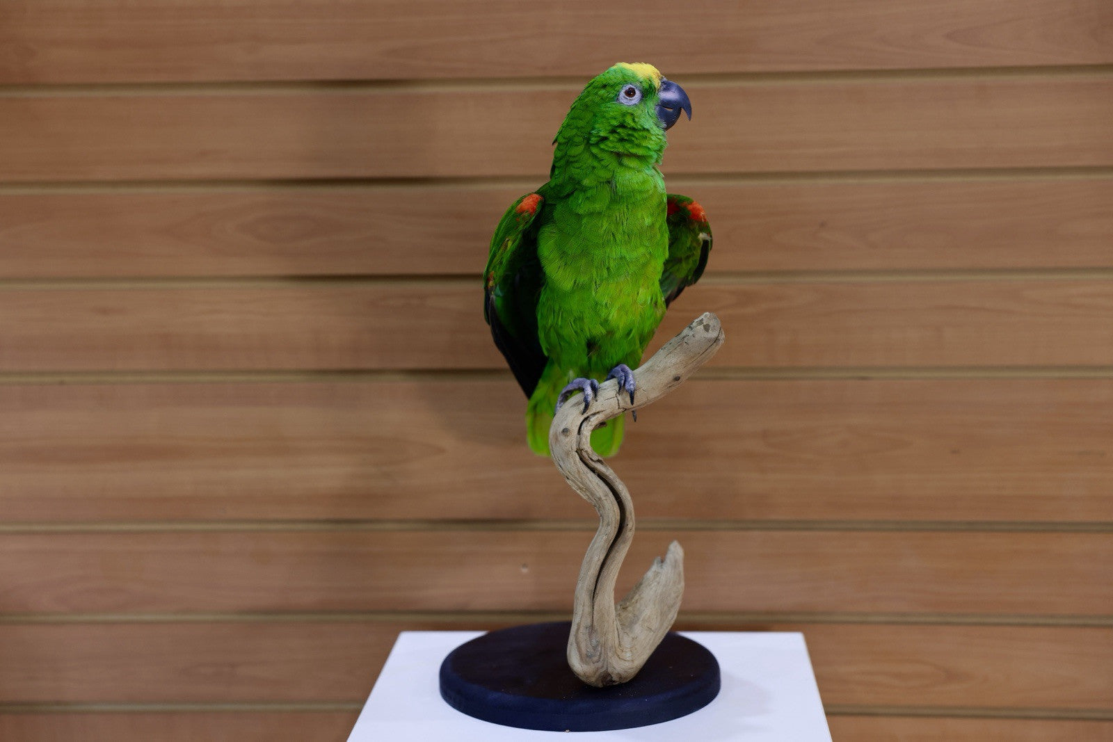 FH107-Yellow-crowned amazon Parrot Taxidermy Mount