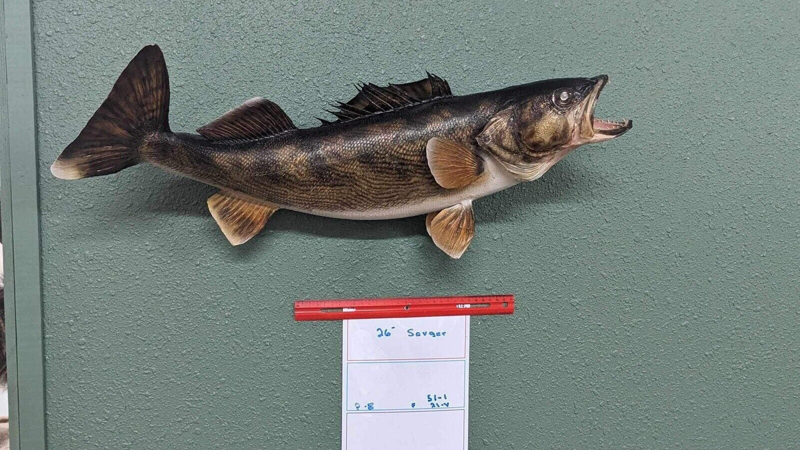 Beautiful Real Skin 26” Large Sauger Taxidermy Wall Mount Art Wildlife