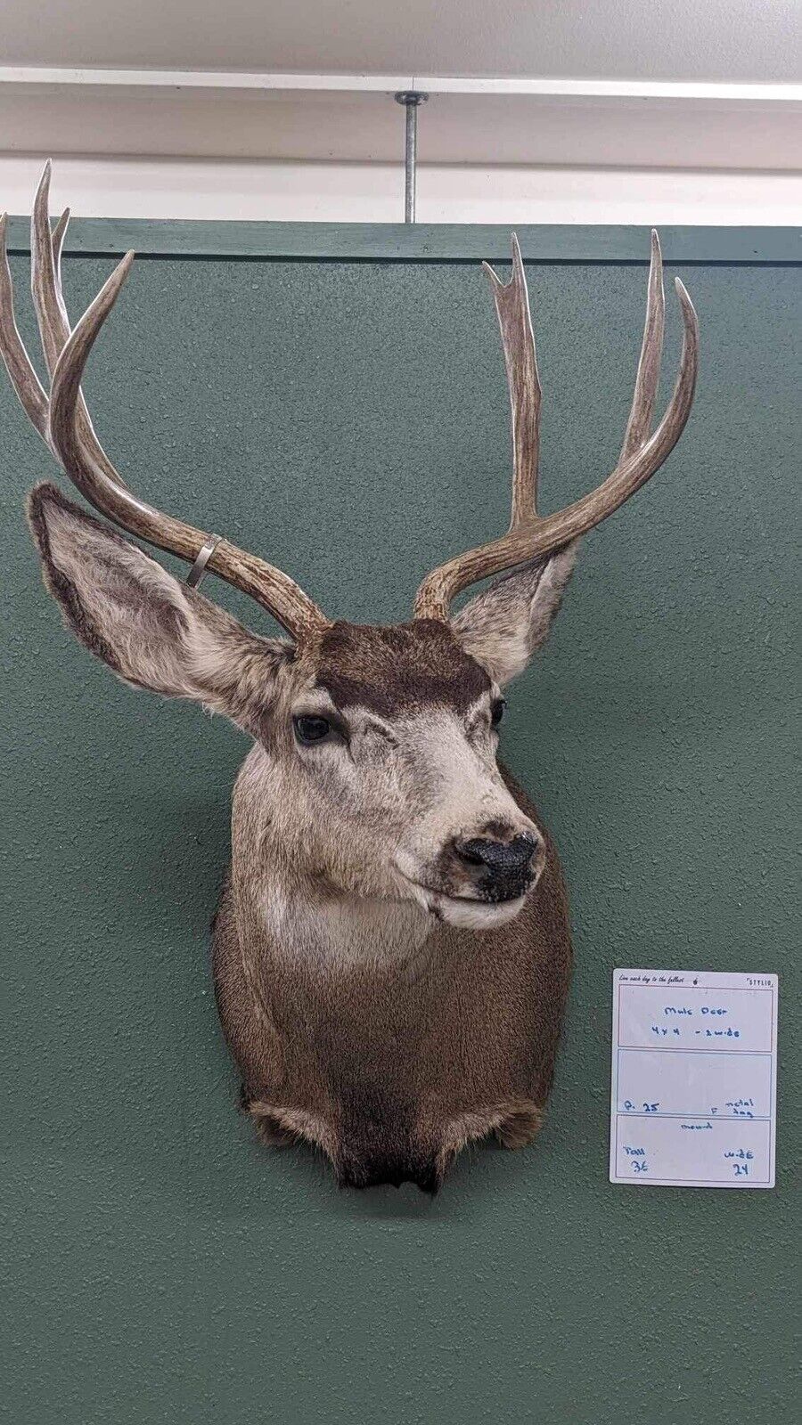 Whitetail Deer Real Antler Deer Taxidermy Mount