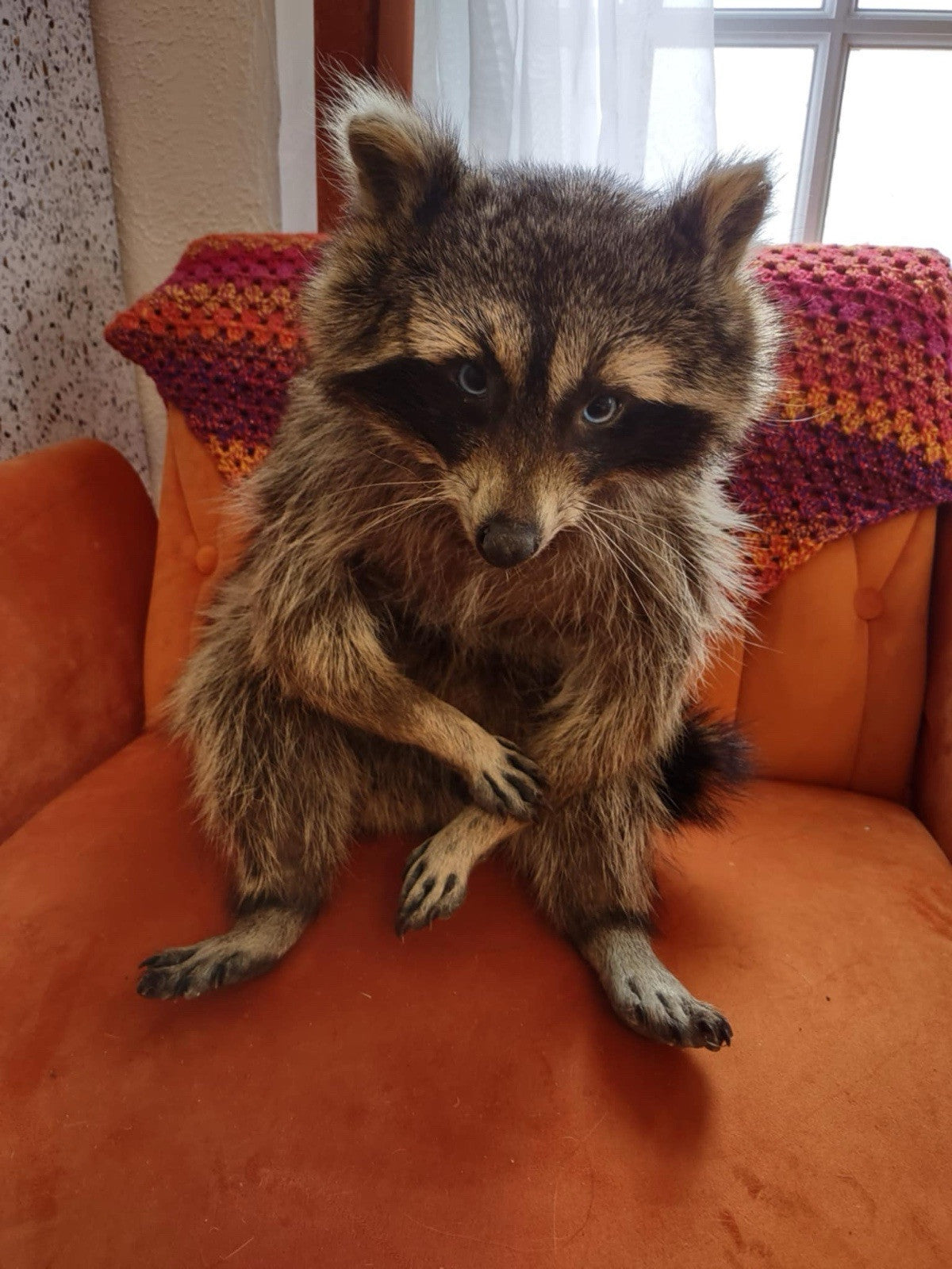 Cute Raccoon Taxidermy Mount