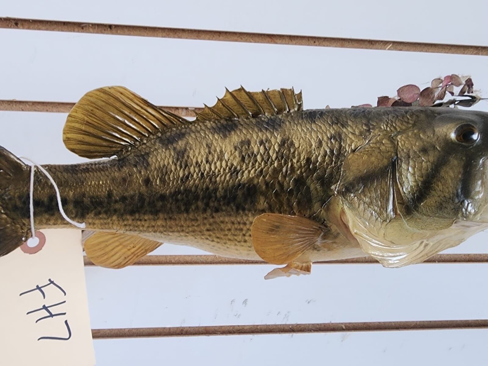 3 bass. 2 bluegill Fish Taxidermy Mount