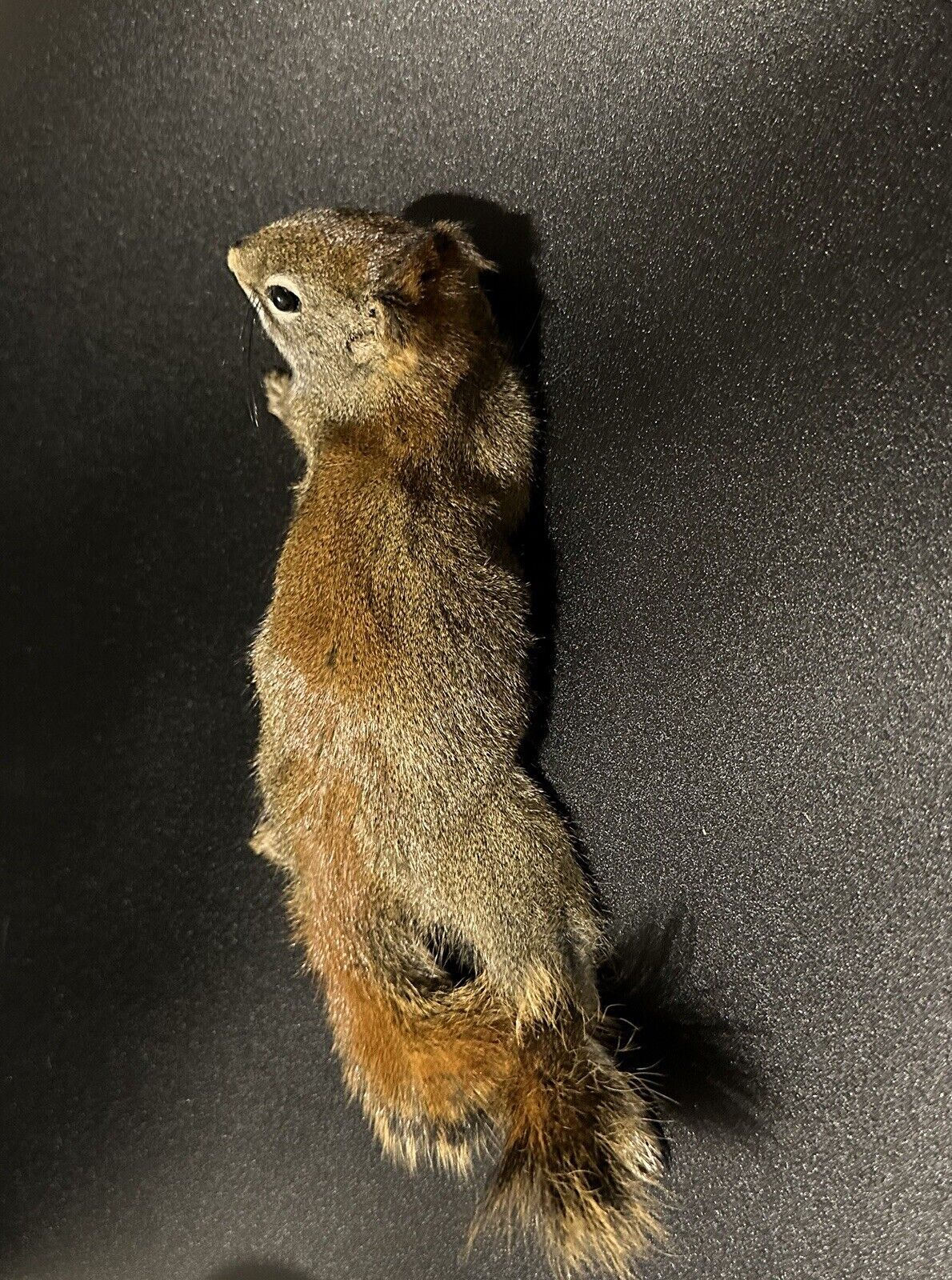 Beautiful Adorable Red Squirrel Small Animal Taxidermy Mount Art Wildlife 33S