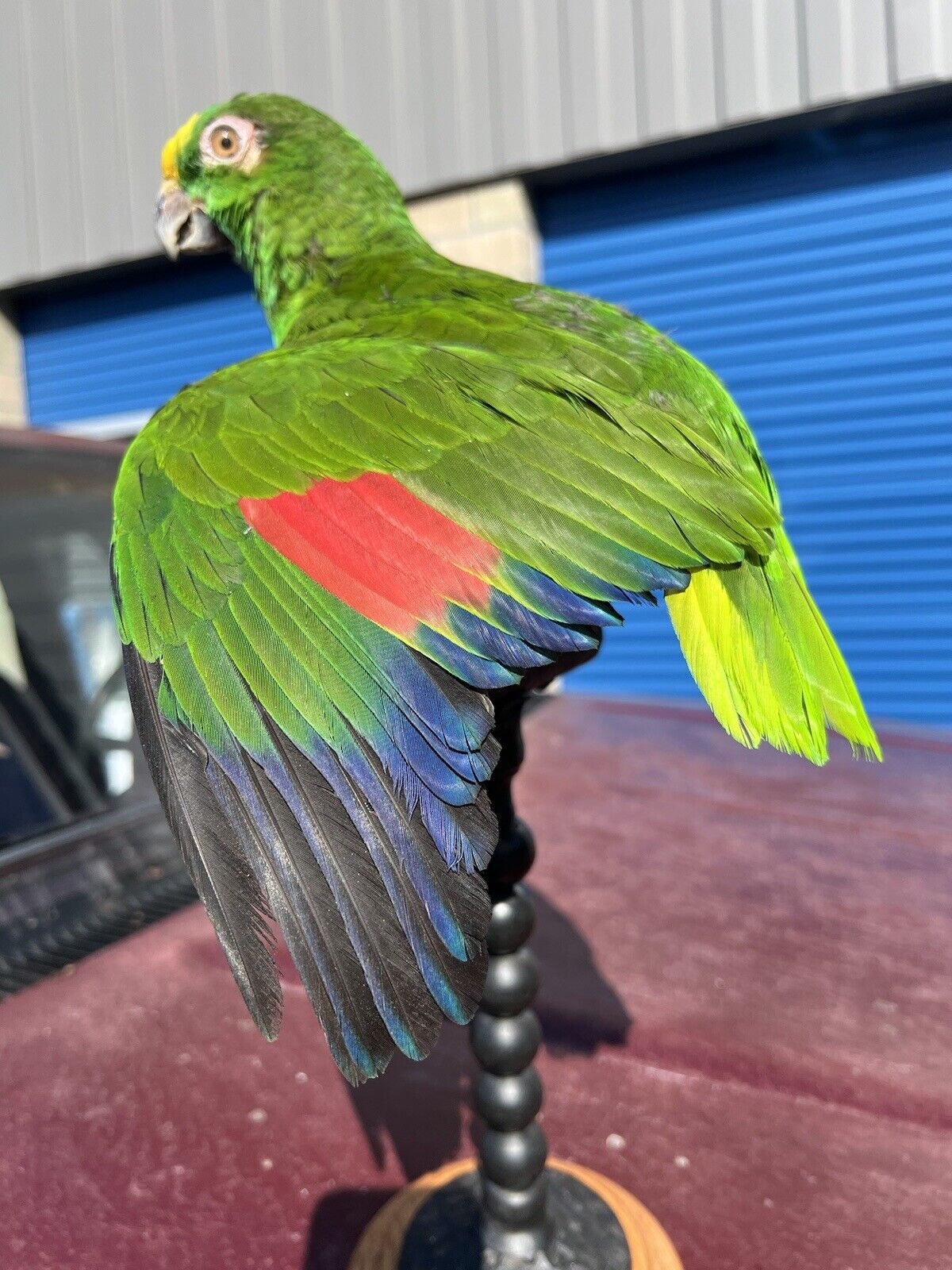 yellow crowned amazon Parrot Taxidermy Mount