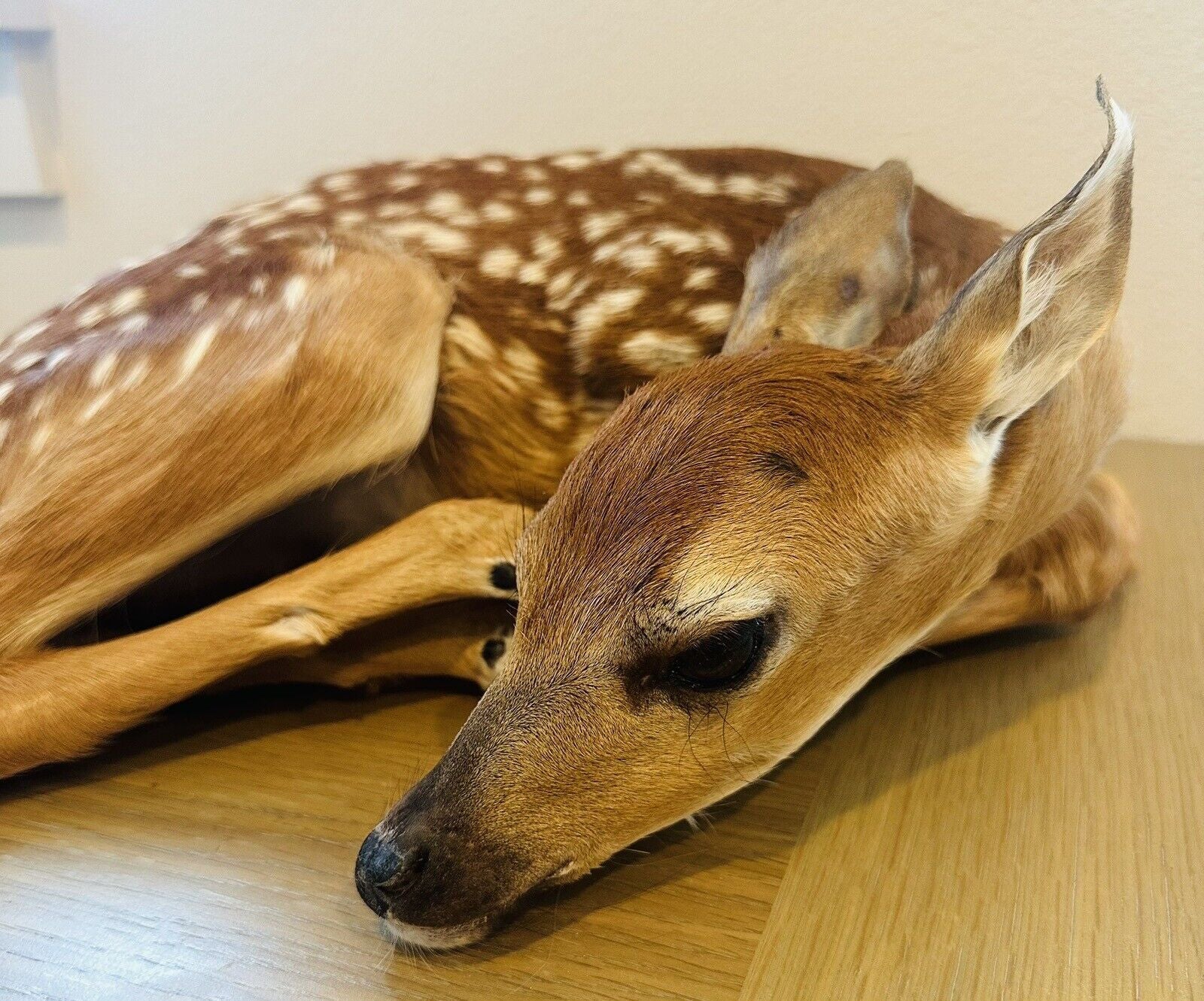 Museum Quality Real Deer Fawn Taxidermy Mount