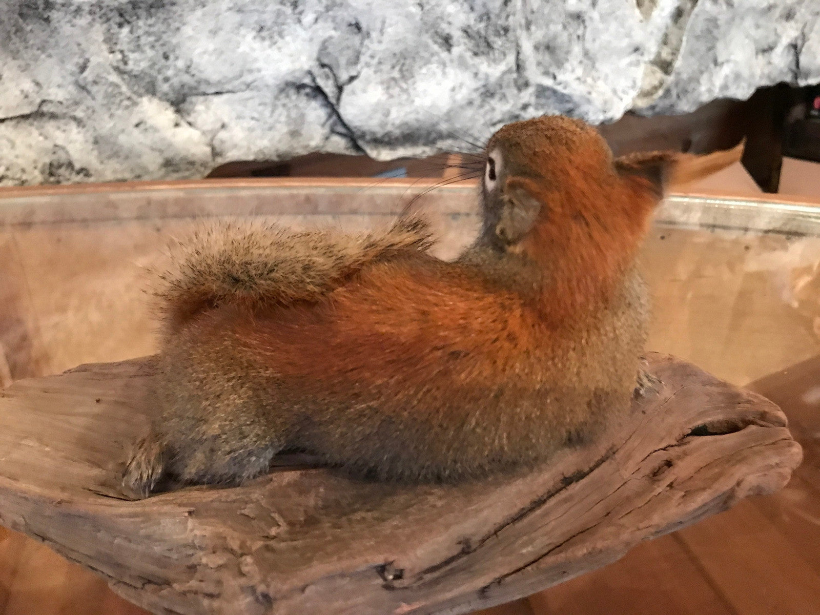 Cute red squirrel taxidermy mount