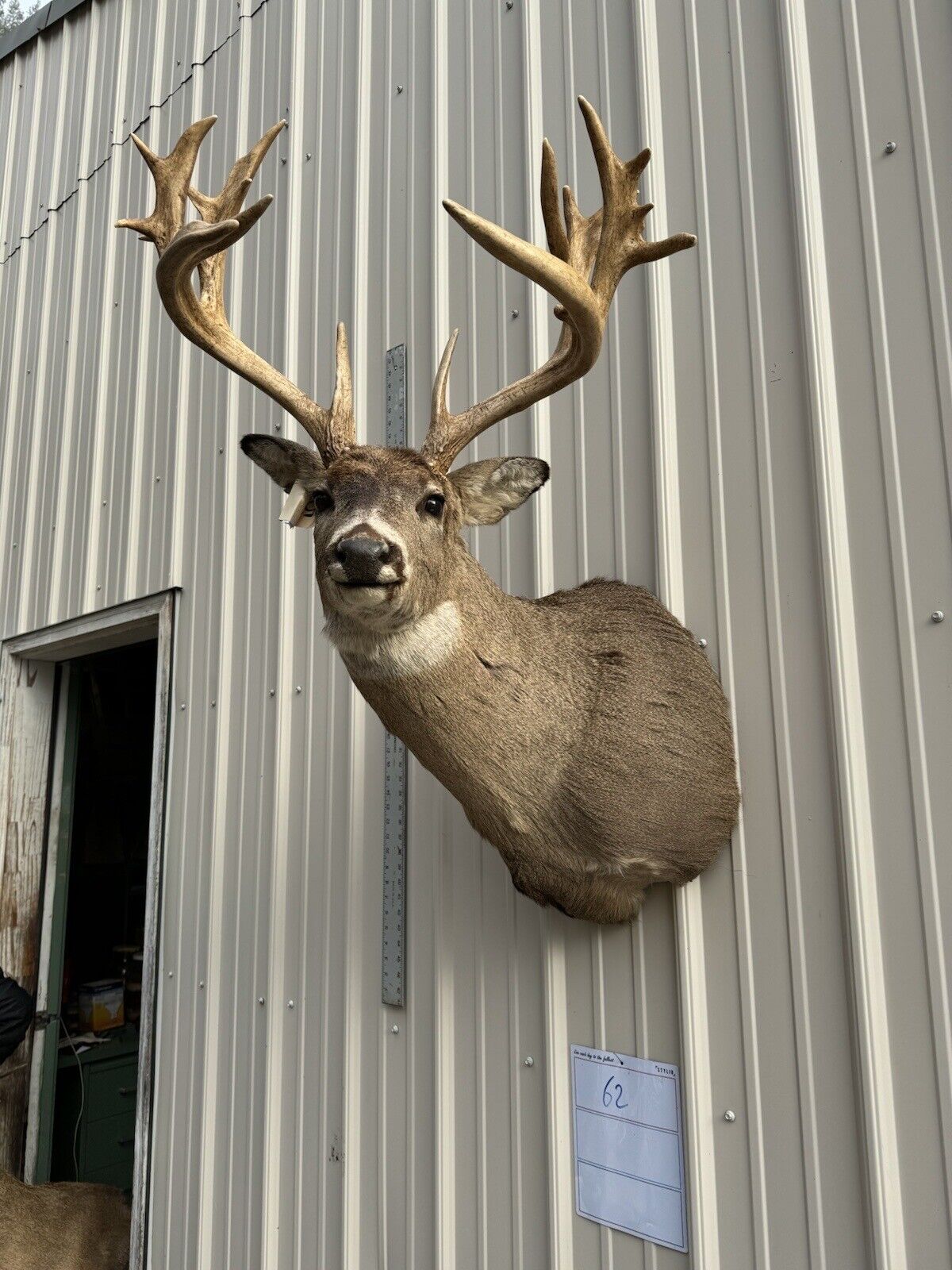 Whitetail Deer Real Antler Deer Taxidermy Mount