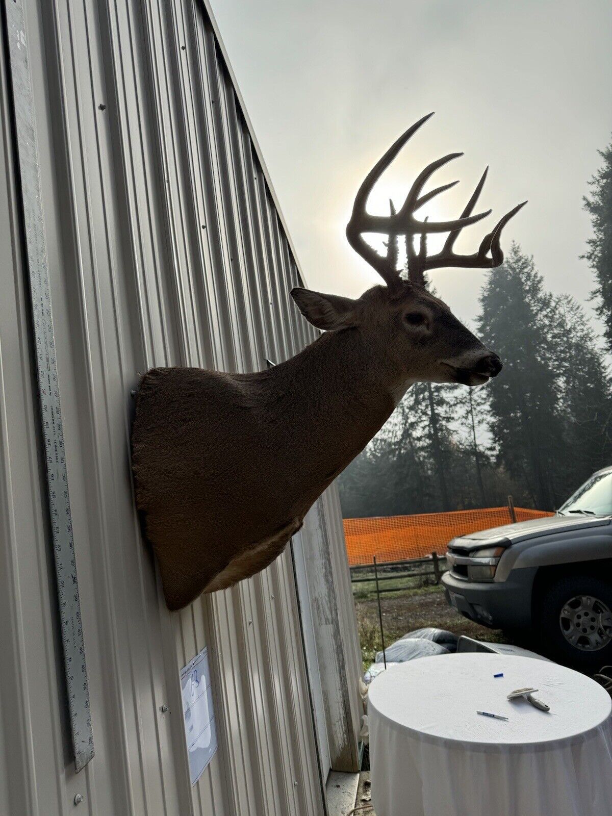 Whitetail Deer Real Antler Deer Taxidermy Mount