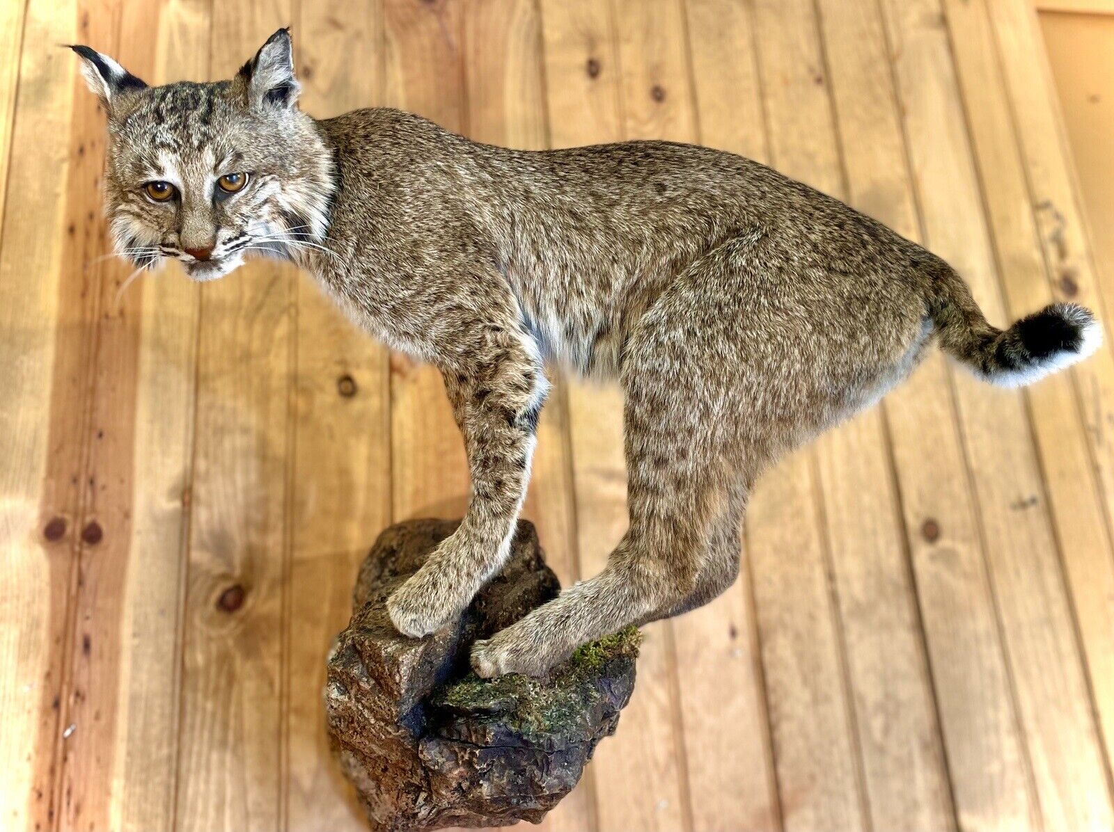 Bobcat Taxidermy Full Body Mount Cabin Camp Man Cave Home Office Den Decor NEW!