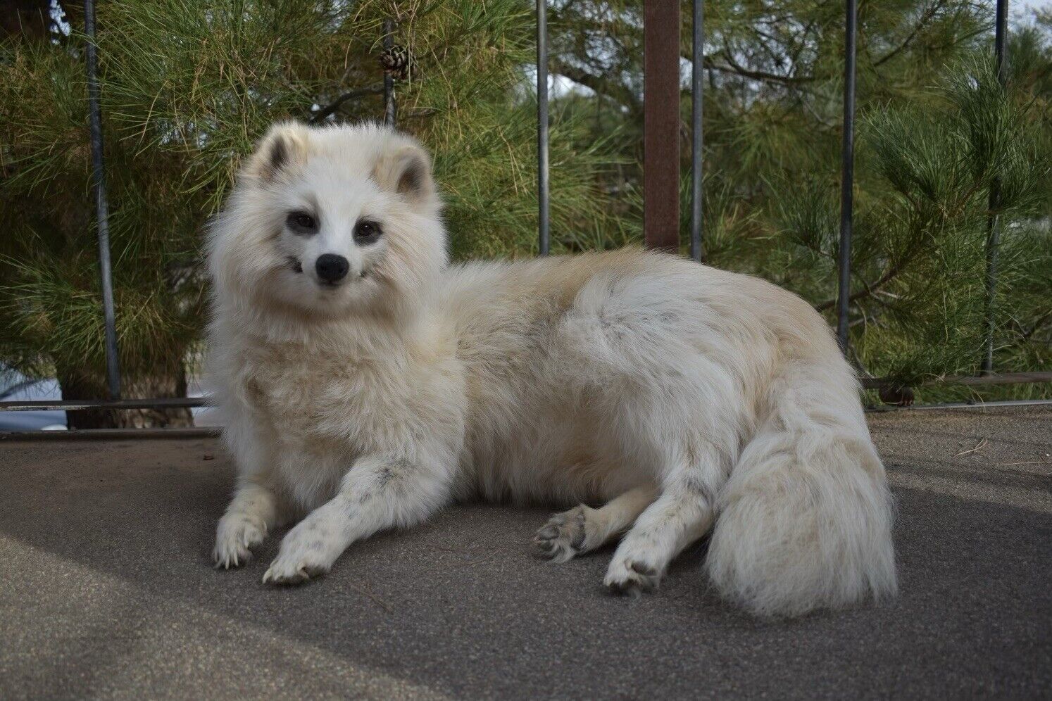 FH169-Museum Quality Raccoon Dog (japanese Raccoon) Taxidermy Mount Hunting Cabin