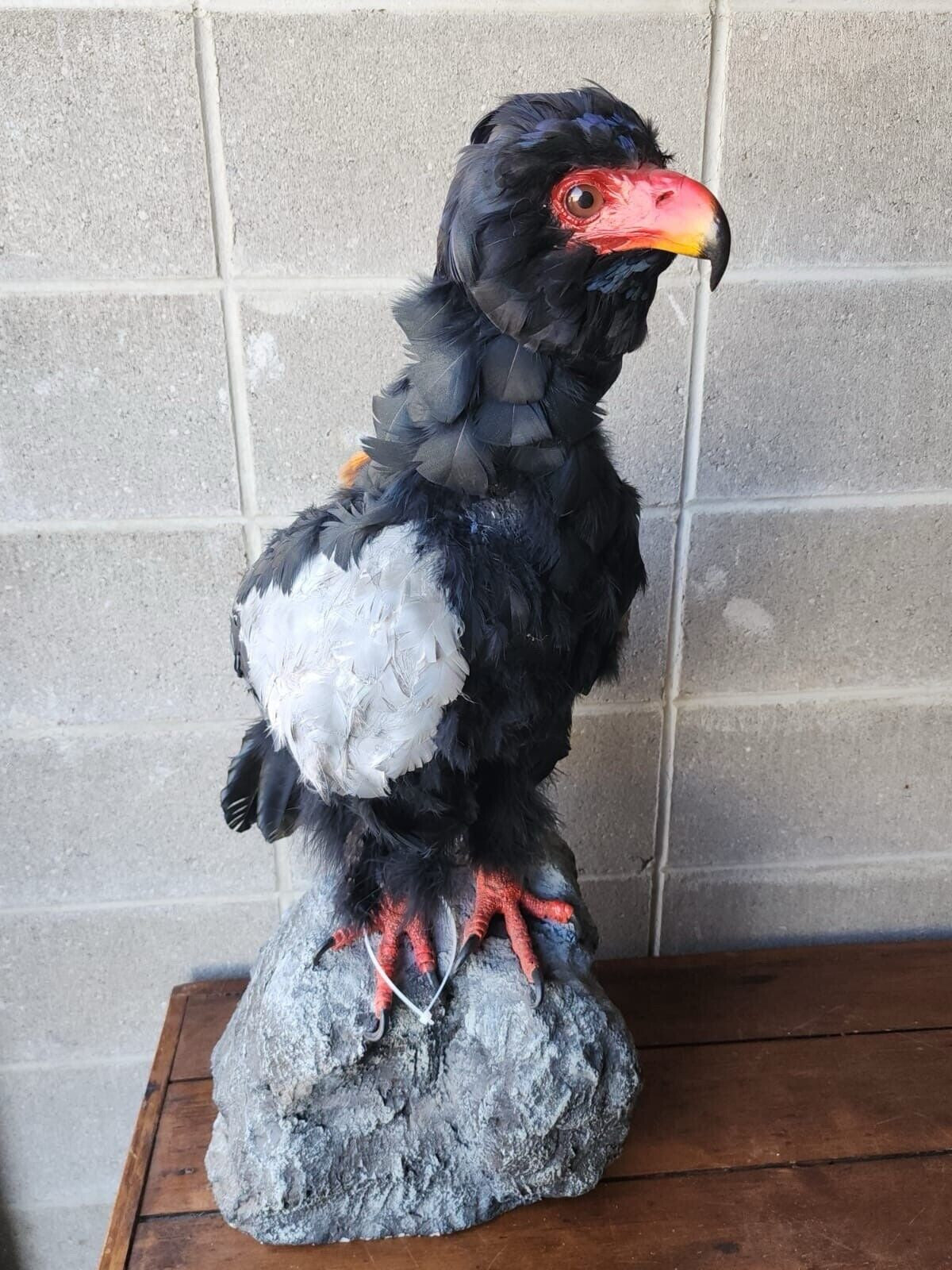 FH140-African Bateleur Eagle Reproduction Bird Taxidermy Mount