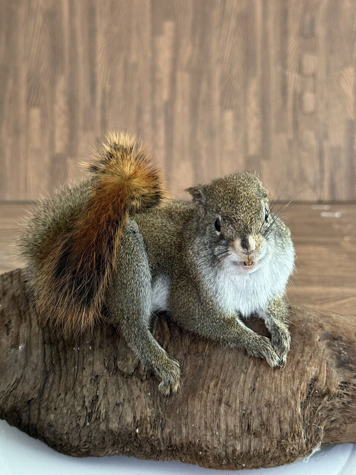 Beautiful Adorable Red Squirrel Small Animal Taxidermy Mount Art Wildlife 18S