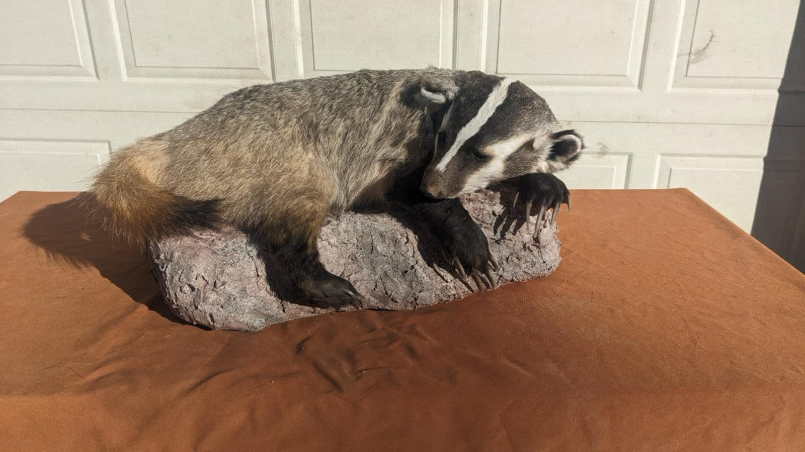Brand New fluffy badger taxidermy Mount