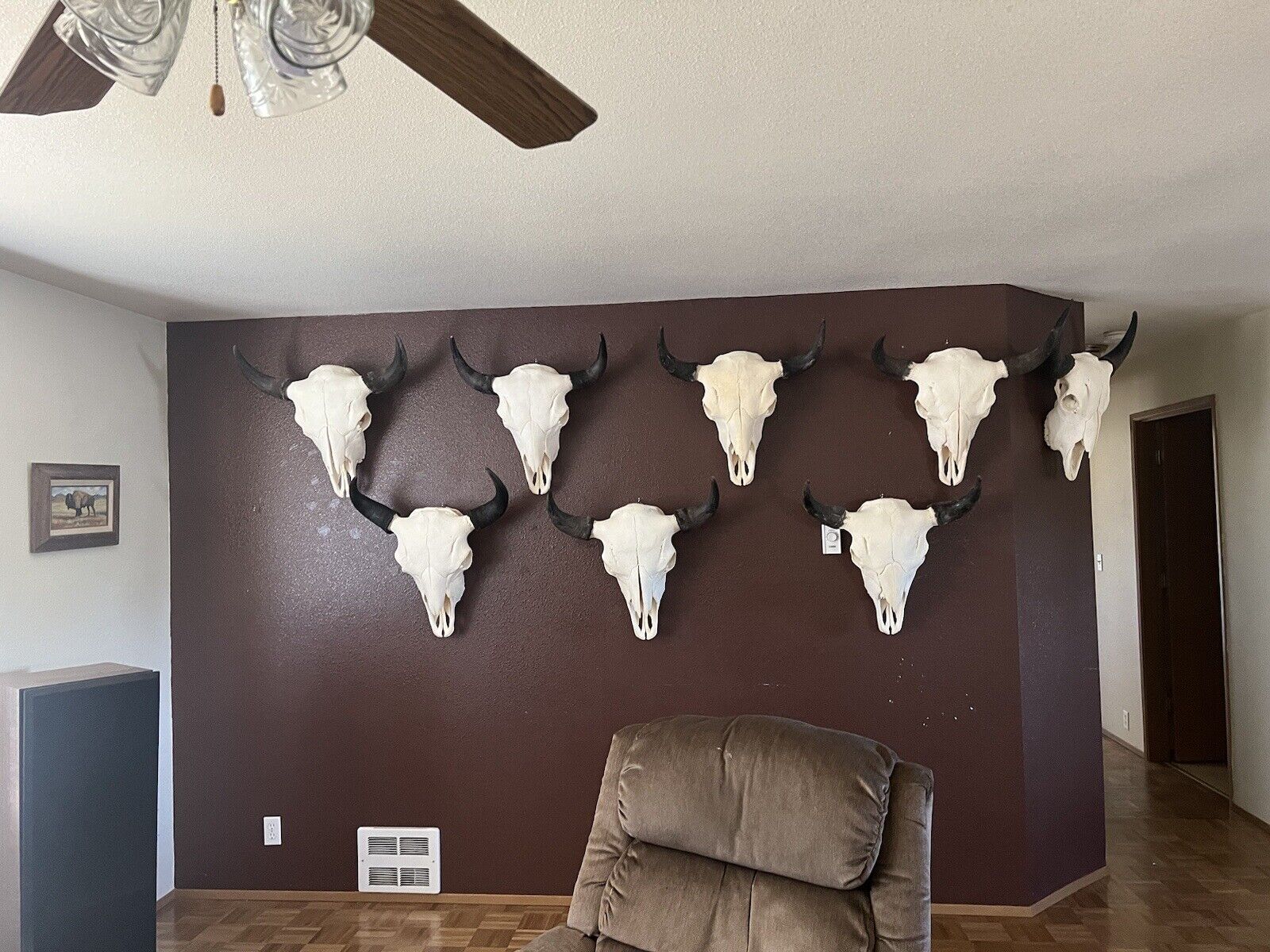 TAXIDERMY Large Bison Buffalo Skulls Real Horns Taxidermy Mount