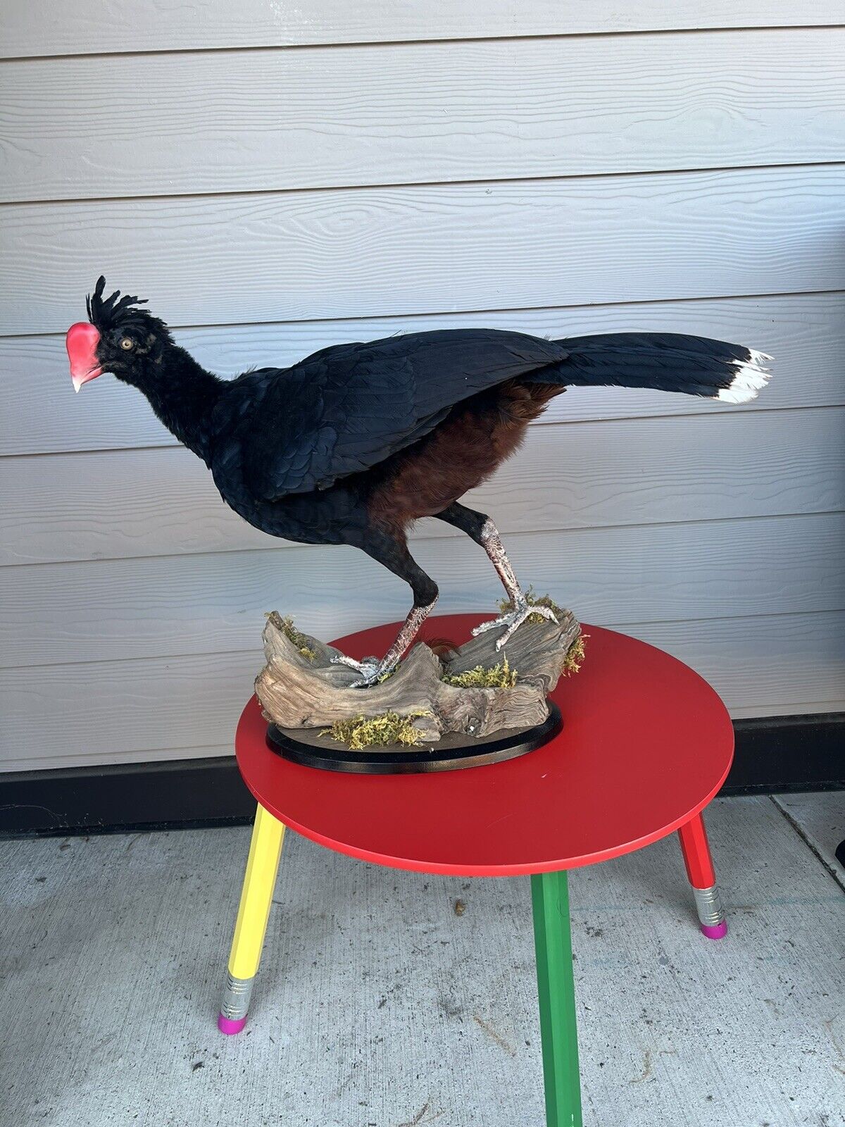 FH130-Rare razorbill curassow Taxidermy Bird Mount