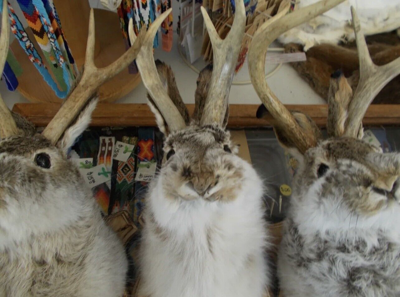 FH167-jackalope 4 point taxidermy mount real antlers (295 Each)