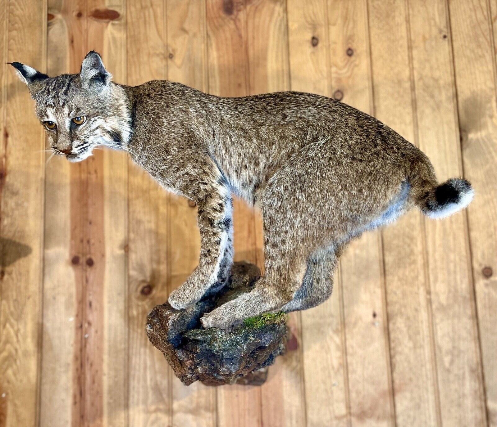 Bobcat Taxidermy Full Body Mount Cabin Camp Man Cave Home Office Den Decor NEW!