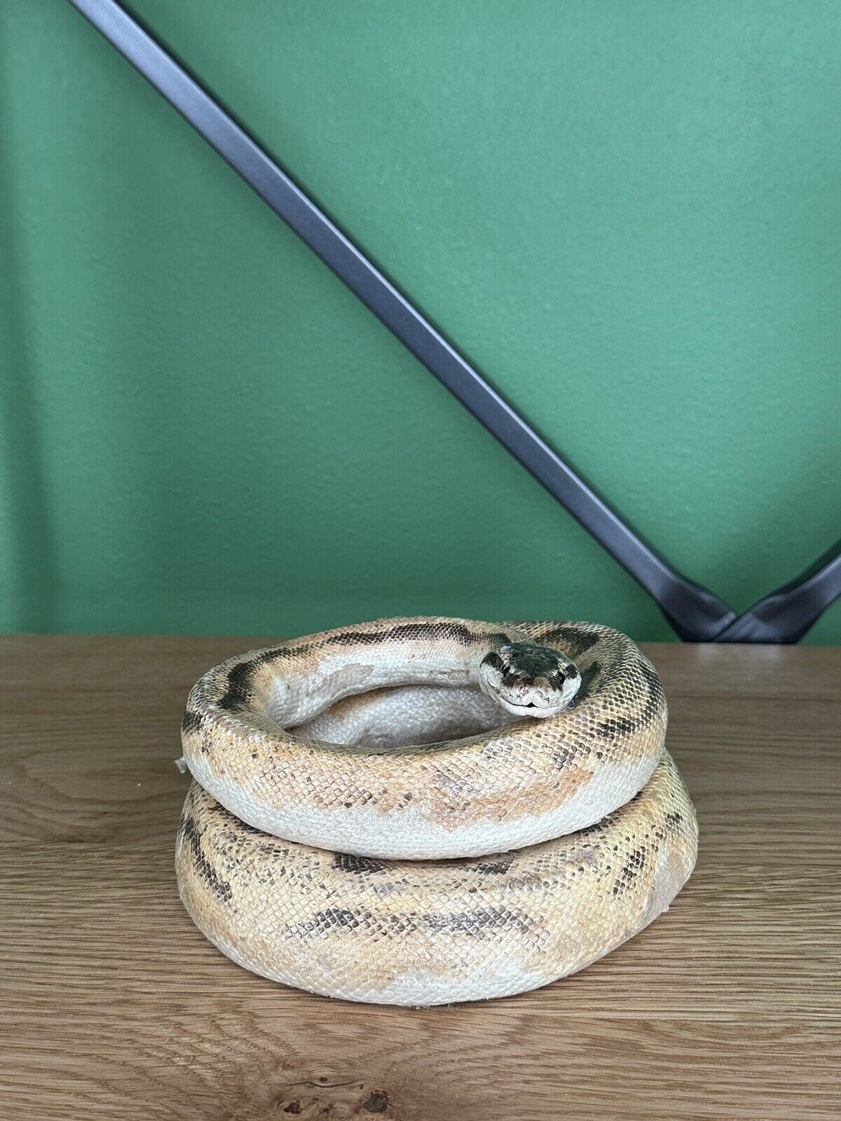 Real Ball Dinker Python Taxidermy Mount