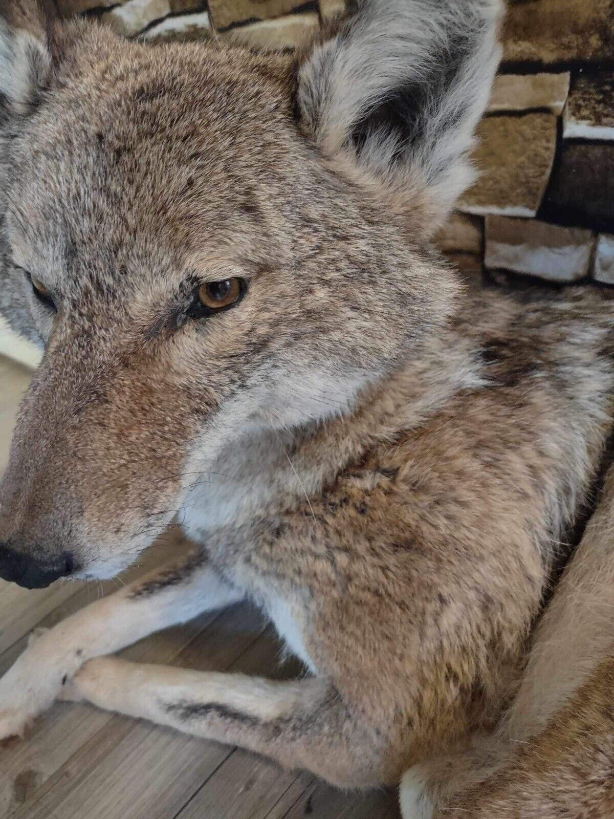 Coyote Taxidermy Custom Full Body Mount Home Camp Wall Decor Hunting Cabin