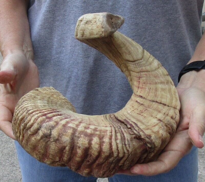Sheep Horn 30 inches