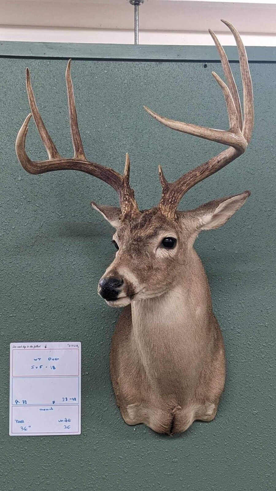 Whitetail Deer Real Antler Deer Taxidermy Mount