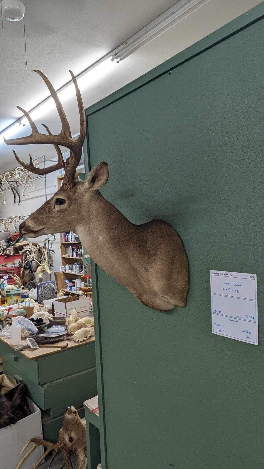 Whitetail Deer Real Antler Deer Taxidermy Mount