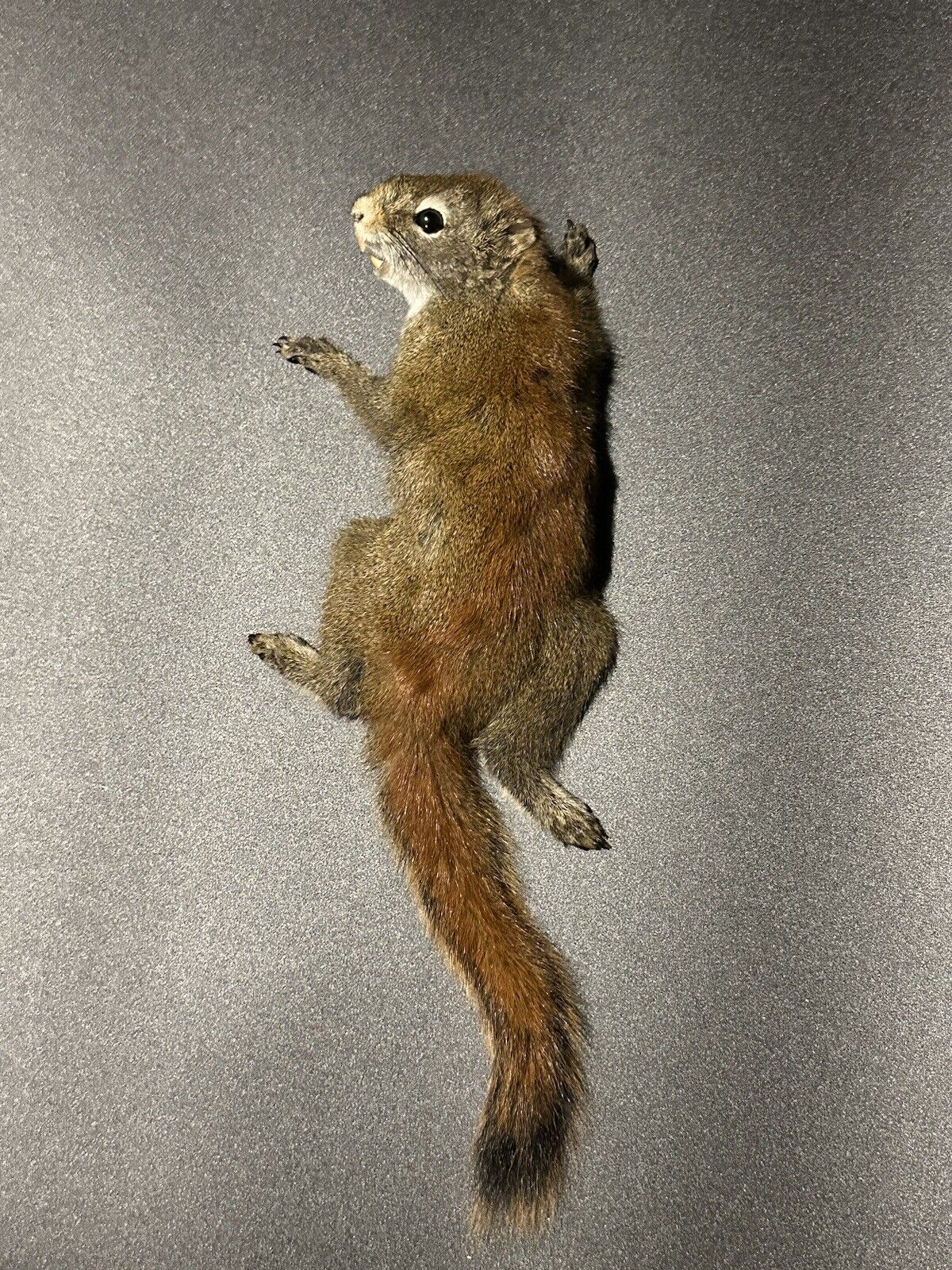 Beautiful Adorable Red Squirrel Small Animal Taxidermy Mount Art Wildlife 35S