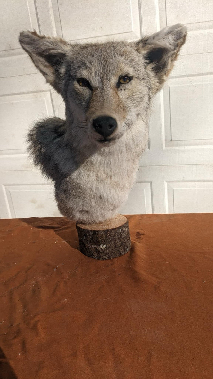 New Coyote Pedestal Taxidermy Mount