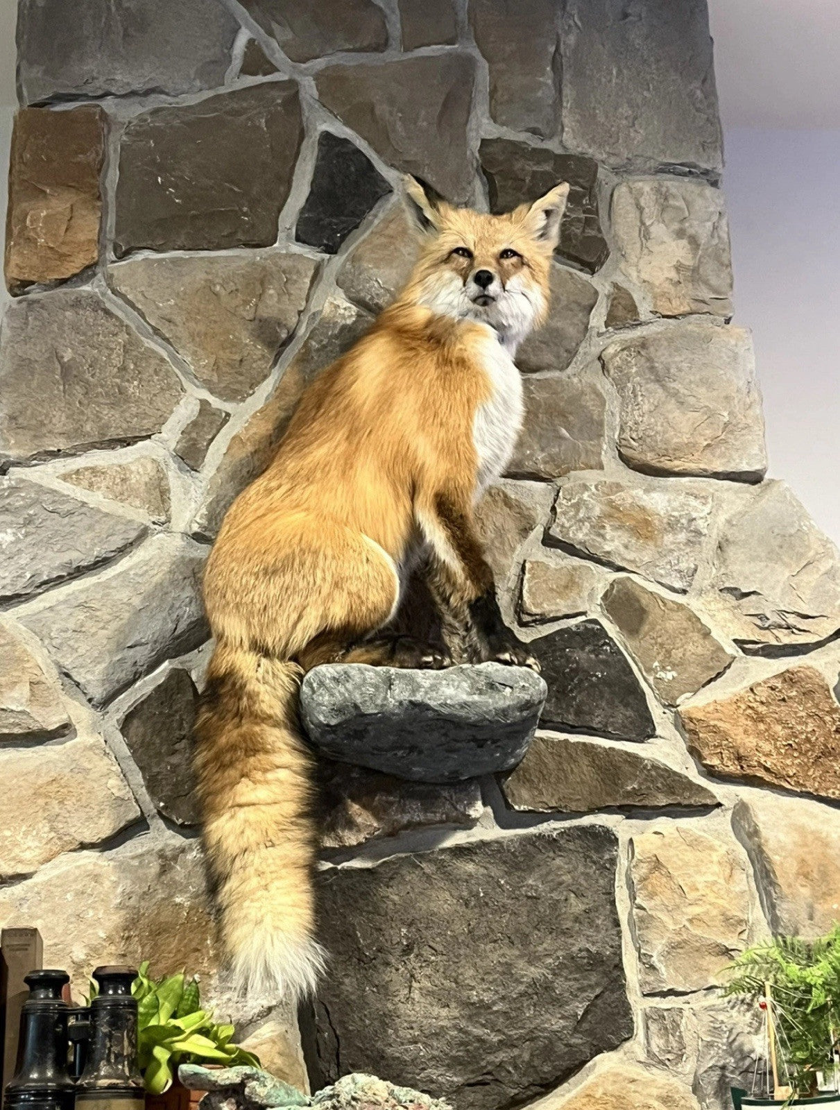 Red Fox Taxidermy Full Body Mount Cabin Camp Man Cave Home Office Den Decor NEW!