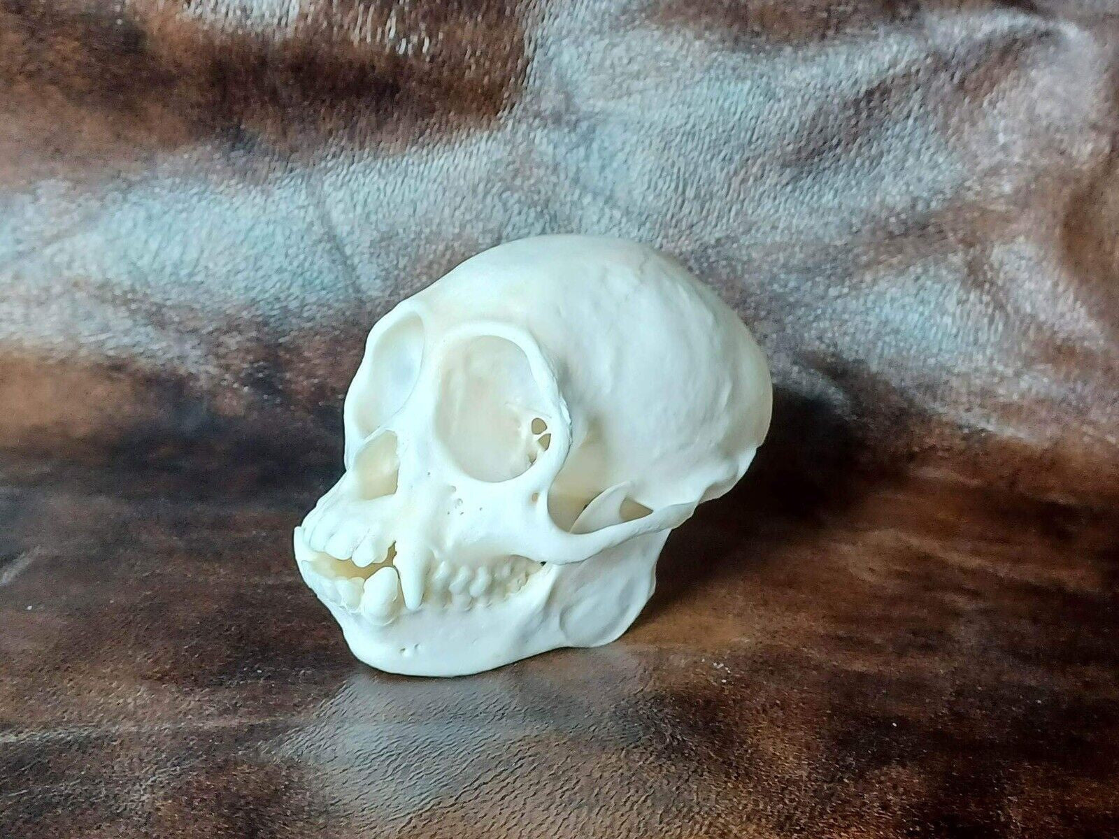 FHHOM1 - Capuchen monkey skull and full skeleton for articulating