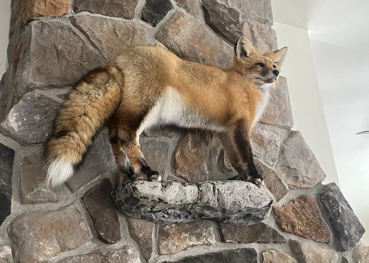 Red Fox Taxidermy Full Body Mount Cabin Camp Man Cave Home Office Den Decor NEW!