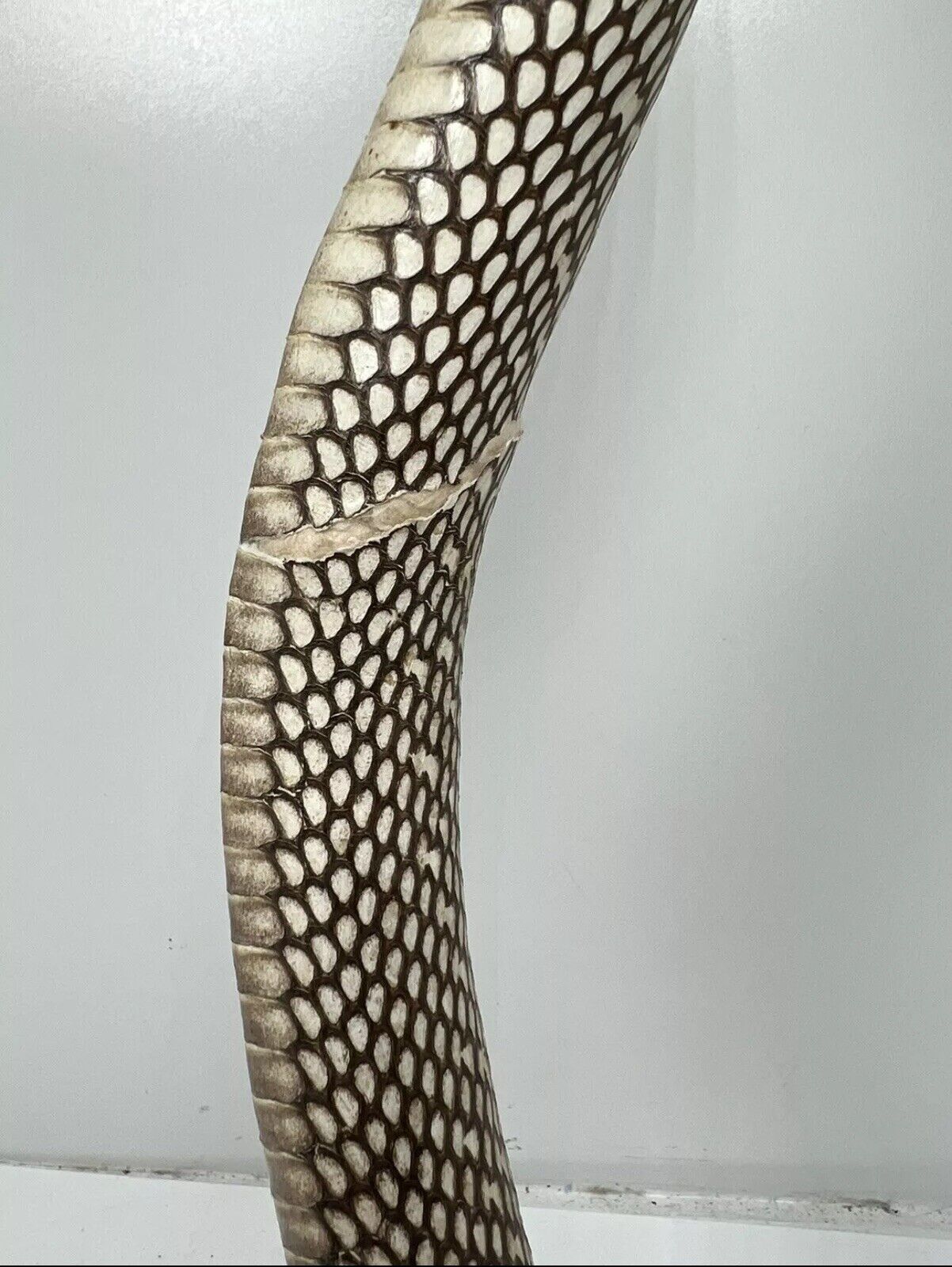 23" Real Cobra Taxidermy Snake Mount